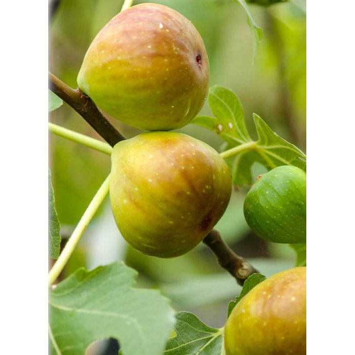 Figovník - Ficus carica ´Brogiotto Bianco´ 20/30 Co2L