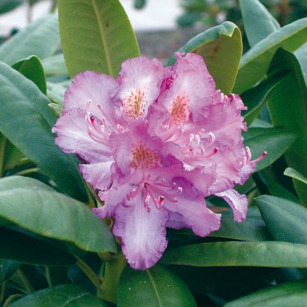 Rododendrón - Rhododendron ´Everestianum´  Co5L 30/40