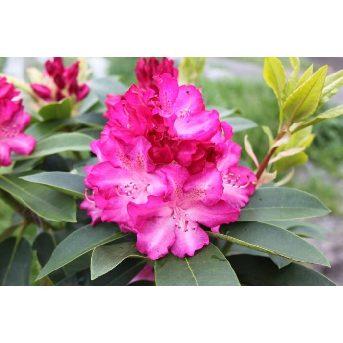 Rododendrón - Rhododendron ´Pelopidas´  Co5L 30/40