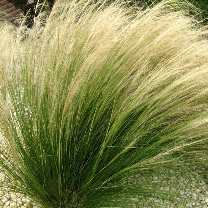 Kavyľ - Stipa tenuissima Co9