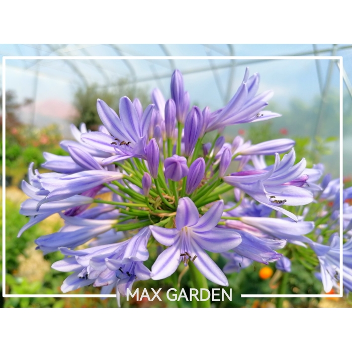 Agapanthus africanus ´Blue Umbrella´ Co5L