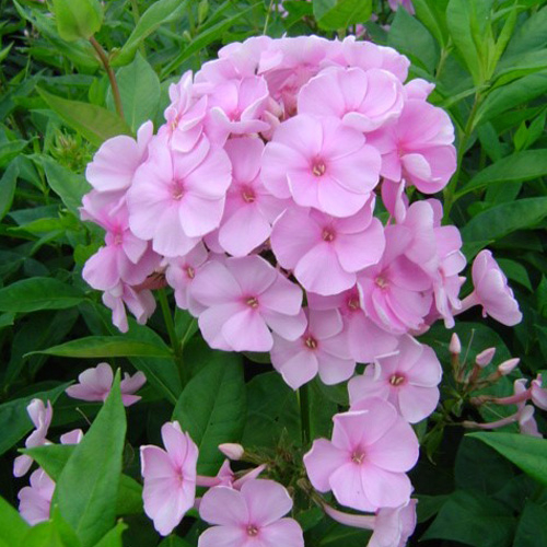 Flox metlinatý - Phlox paniculata ´Pinky Hill´ Co11