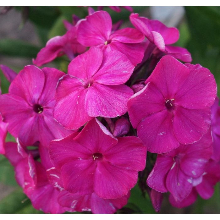 Flox metlinatý - Phlox paniculata ´Bambini Desire´ Co11