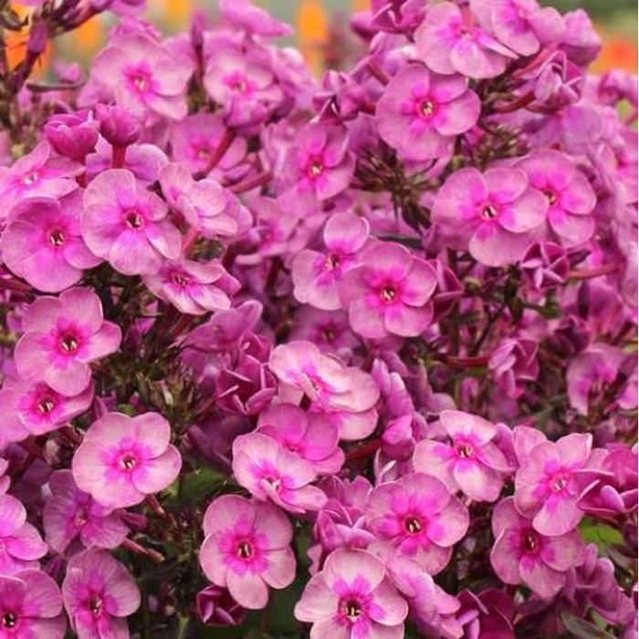 Flox metlinatý - Phlox paniculata ´Smokey´ Co11