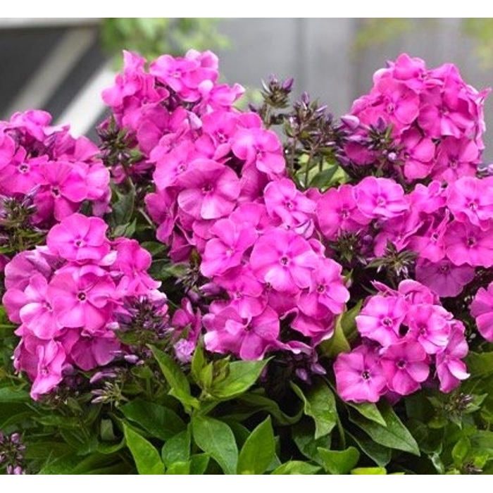 Flox metlinatý - Phlox paniculata ´Bambini Primadonna´ Co11