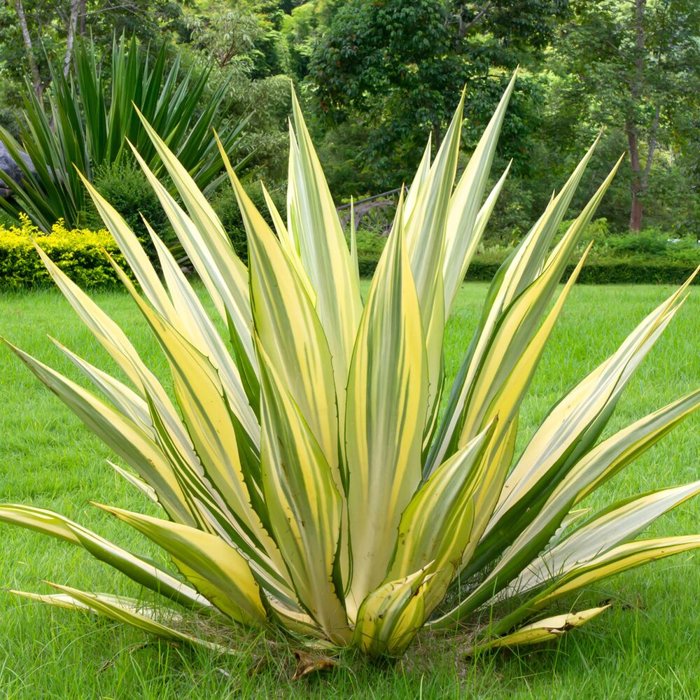 Yucca filamentosa ´Gold Heart´ Co14 20/30