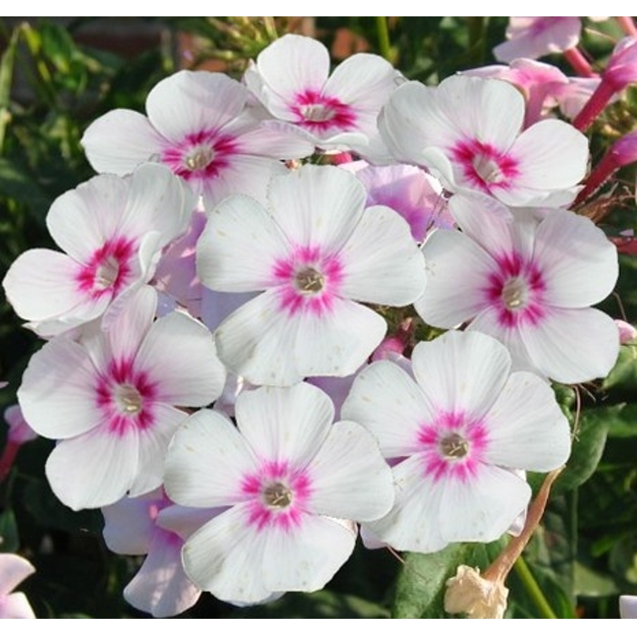 Flox metlinatý - Phlox paniculata ´Europe´ Co14