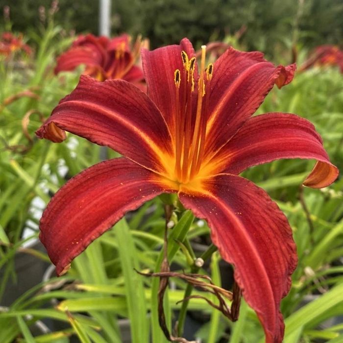 Ľaliovka – Hemerocallis ´Crimson Pirate´ Co14