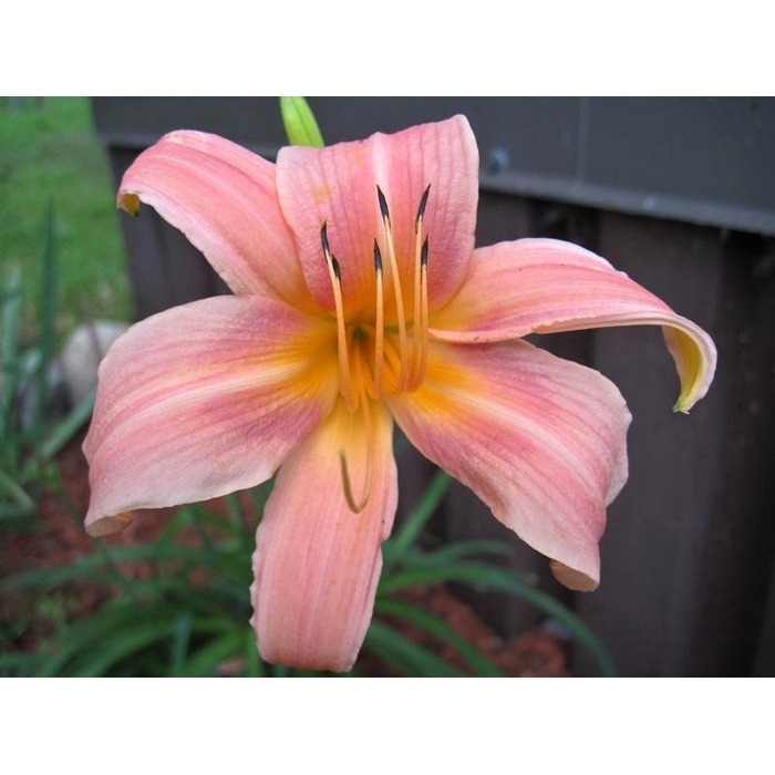 Ľaliovka – Hemerocallis ´Theresa Hall´ Co14