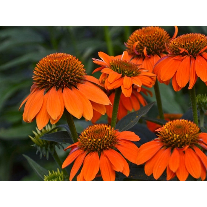 Echinacea purpurea ´Orange´ P14