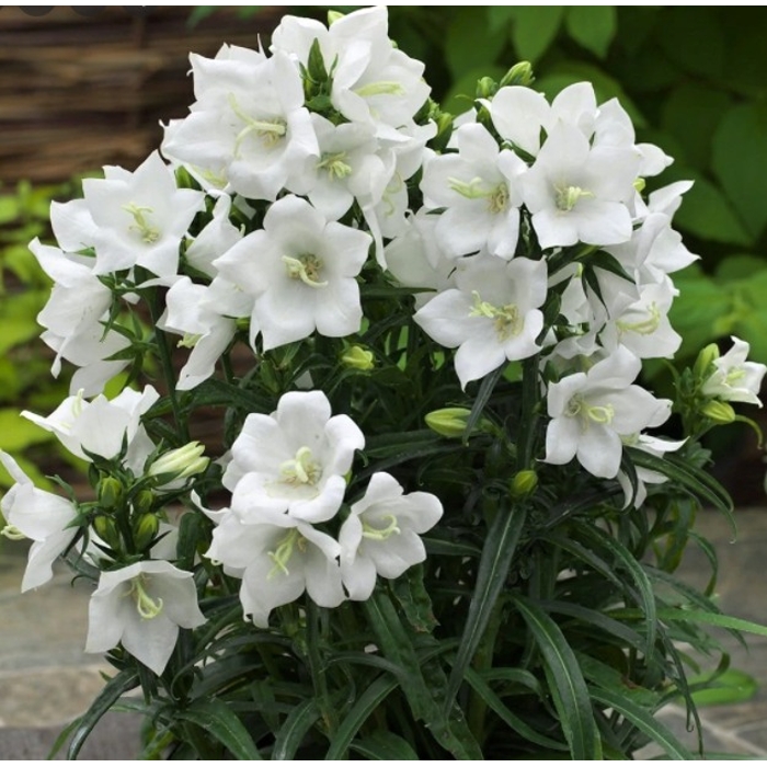 Campanula ´Takion White´ Co1,5L