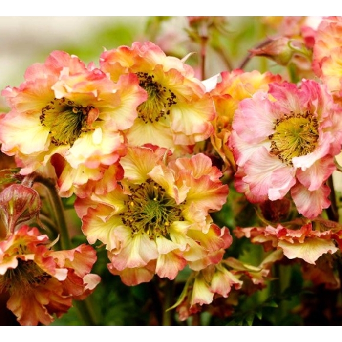 Kuklík - Geum ´Pretticoats Peach´ Co15