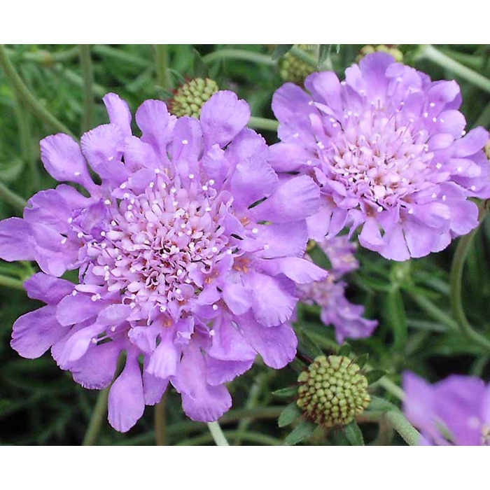Scabiosa columbaria ´Butterfly blue´ Co15