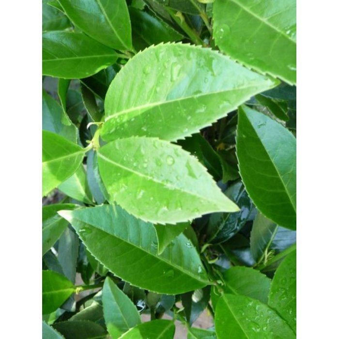 Vavrínovec lekársky - Prunus laurocerasus ´Piranha´ Co4L 40+
