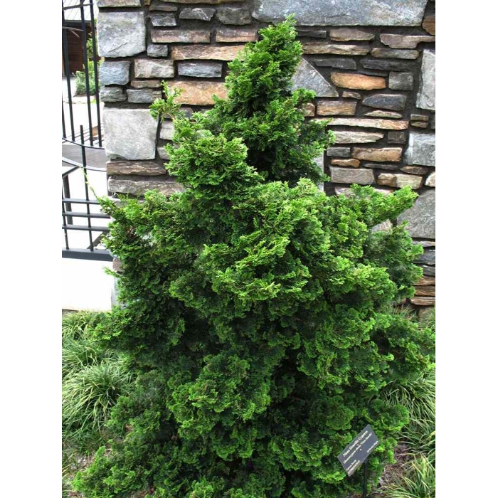 Cypruštek tupolistý - Chamaecyparis obtusa 'Nana Gracilis' Co2L 20/25