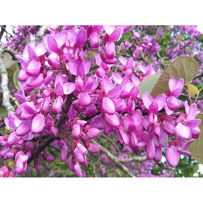Judášovec obyčajný - Cercis siliquastrum Co15 8-10