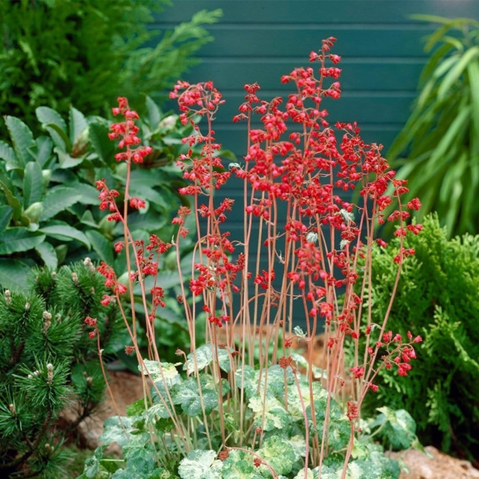 Heuchera  ’Ruby Bells´ P13