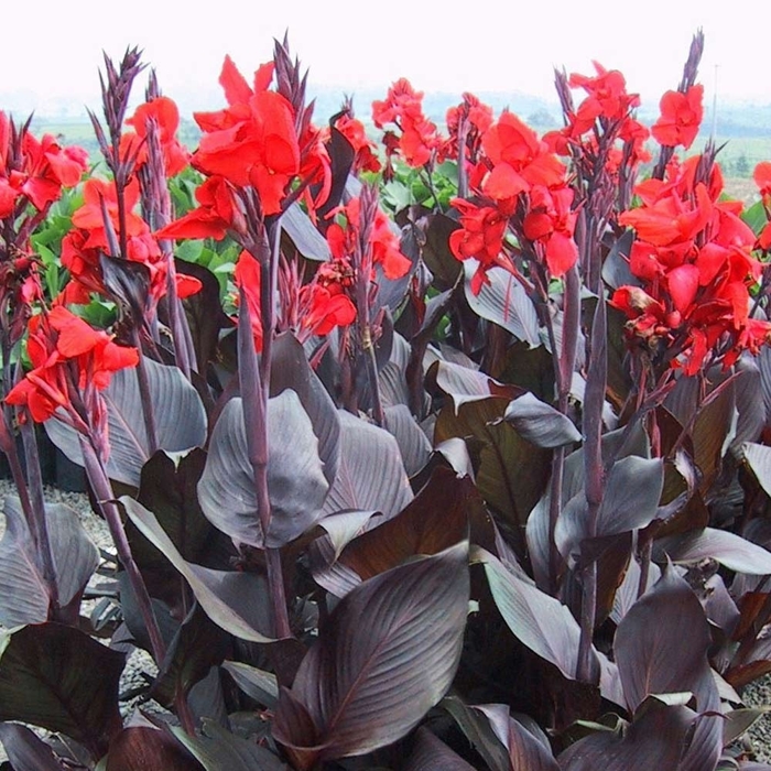 Canna indica ´Red Velvet´ - Kana indická P17