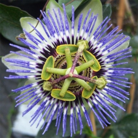 Mučenka - Passiflora caerulea ´Clear Sky´ P24  80/100