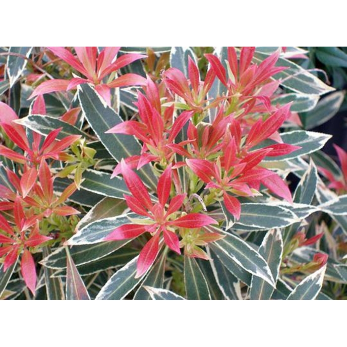 Pieris japonica ´Flaming Silver´ Co2L  20/30