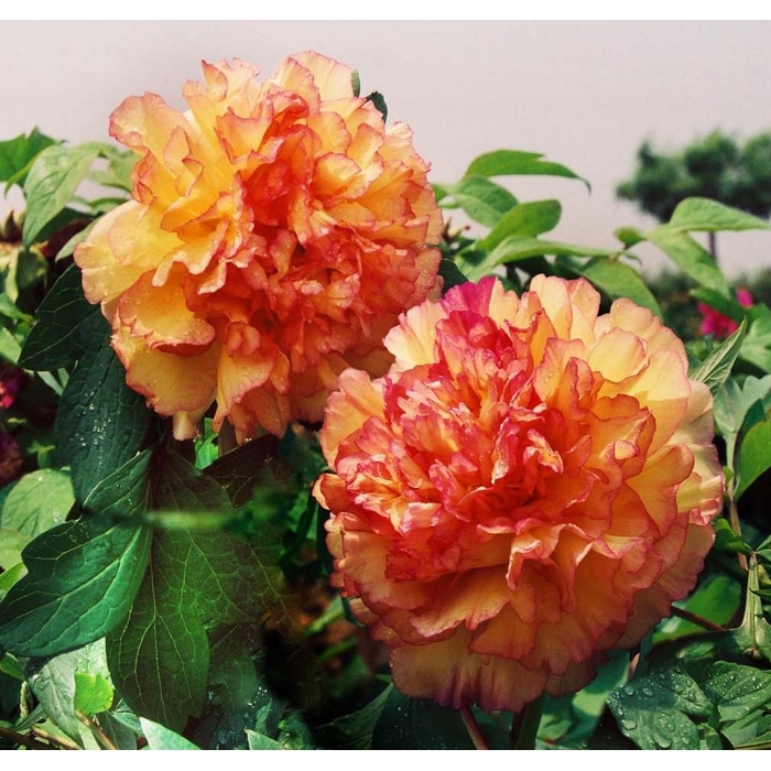 Pivonka drevitá - Paeonia Suffruticosa 40/50 -oranžová