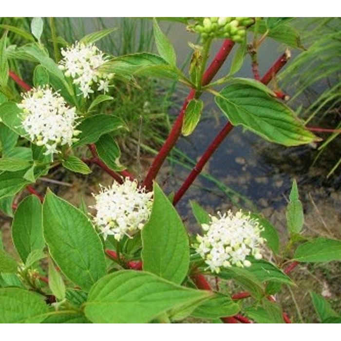 Cornus sanguinea ´Winter Beauty´ Co2L 30/40