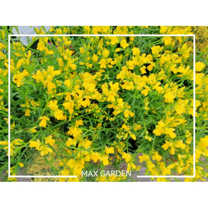Kručinka lýdijská - Genista lydia  Co1L 15/20