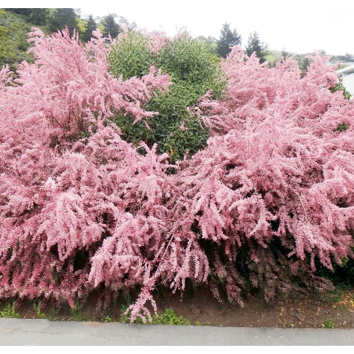Tamariška - Tamarix tetrandra´ Co2L 40/60
