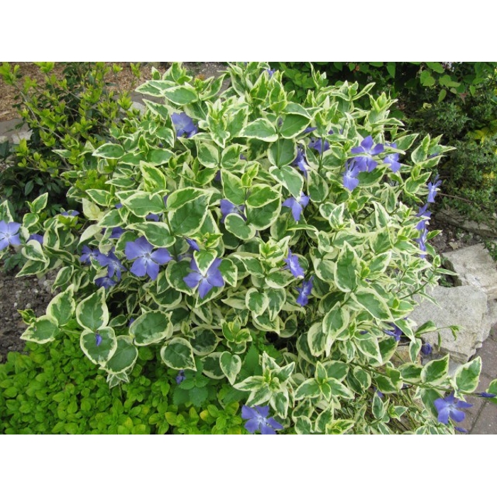 Zimozeleň väčšia - Vinca major ´Varegiata´V9 15/20
