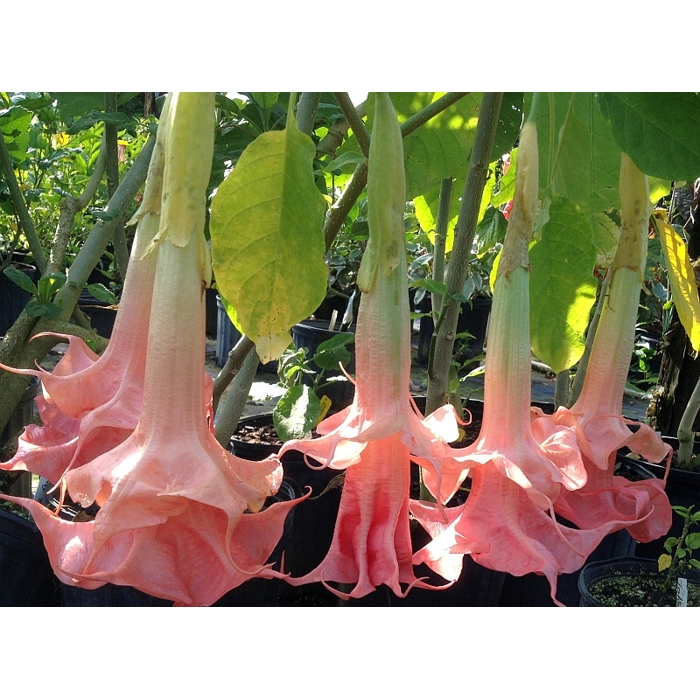 Brugmansia - Anjelská trúba - ružová