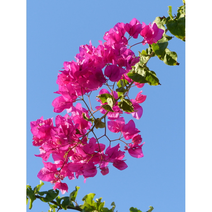 Bougainvillea - ružová P17