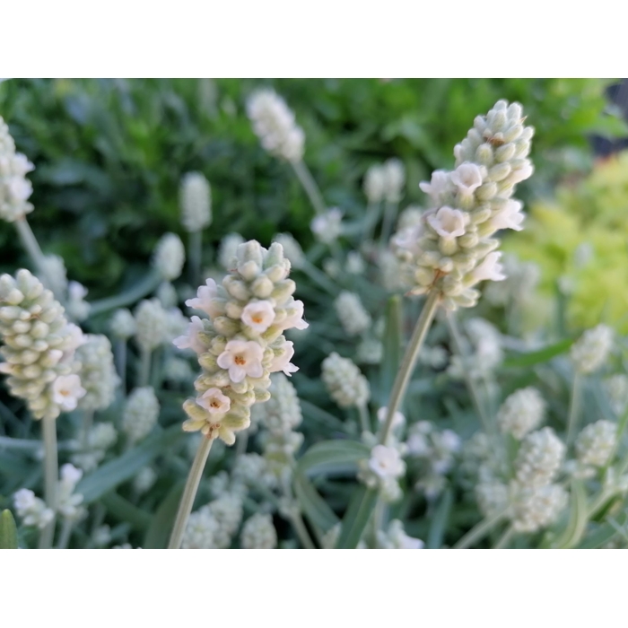 Levanduľa úzkolistá - Lavandula angustifolia 'White Fragrance'  P12