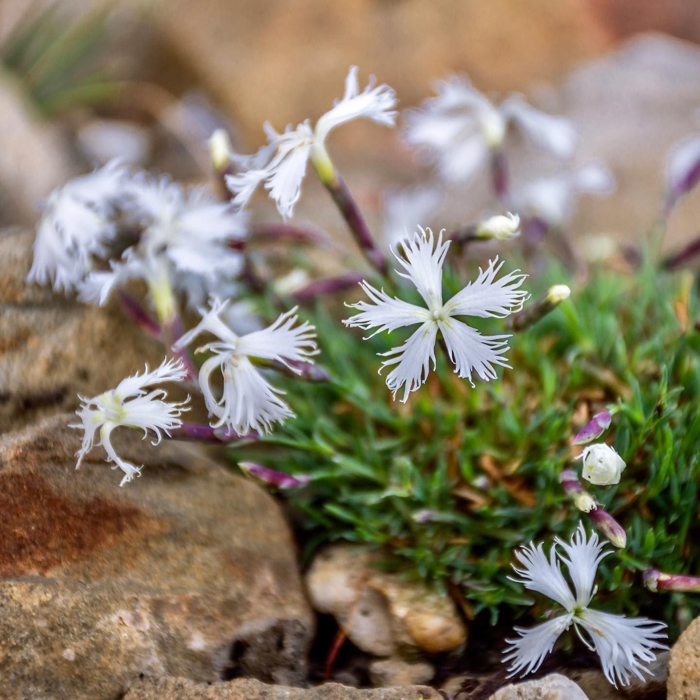 Dianthus petraeus ´Berlin Snow´  K9