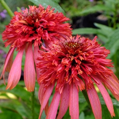 Echinacea purpurea ´Guava Ice´ P14