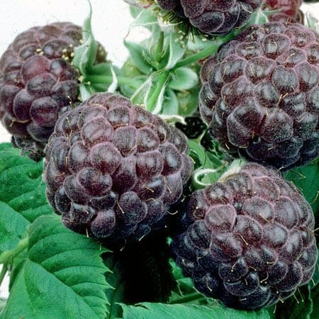 Malina fialová - Rubus idaeus ´Glen Coe' Co2L