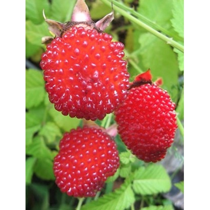 Malinojahoda - Rubus illecebrosus Co2L