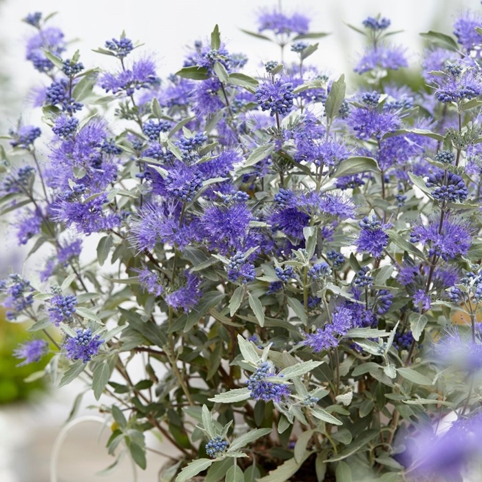 Caryopteris x clandonensis 'Sterling Silver'  Co3L