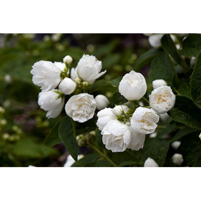 Philadelphus ´Bouquet Blanc´ Co4L  30/40