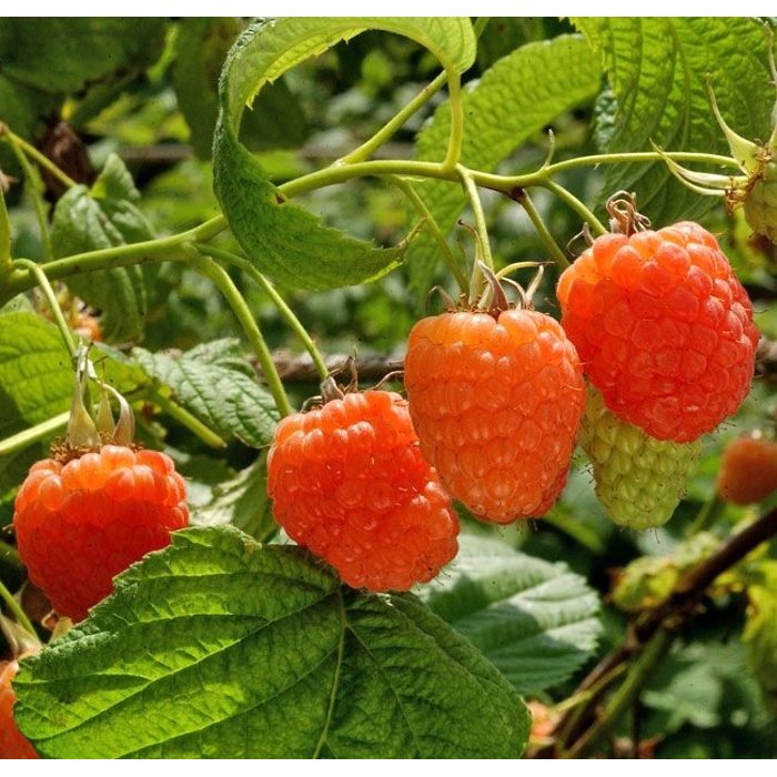 Malina oranžová - Rubus idaeus 'Valentina' Co2L 30/40