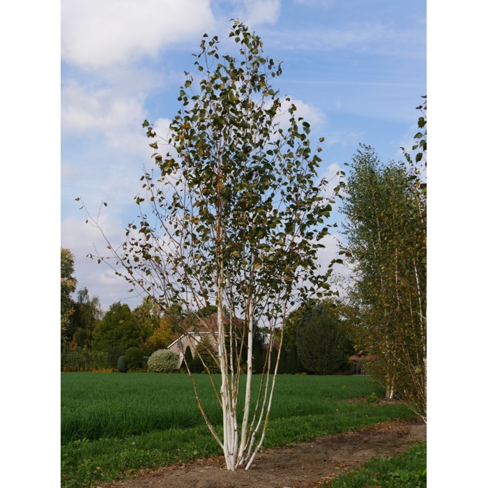 Betula utilis ´Jacquemontii´Co10L 125/150 - tvar viackmeň