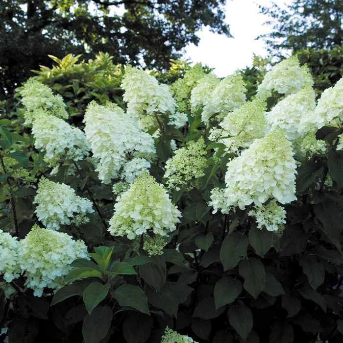 Hortenzia metlinatá - Hydrangea Paniculata Silver Dollar' Co1L 20/30