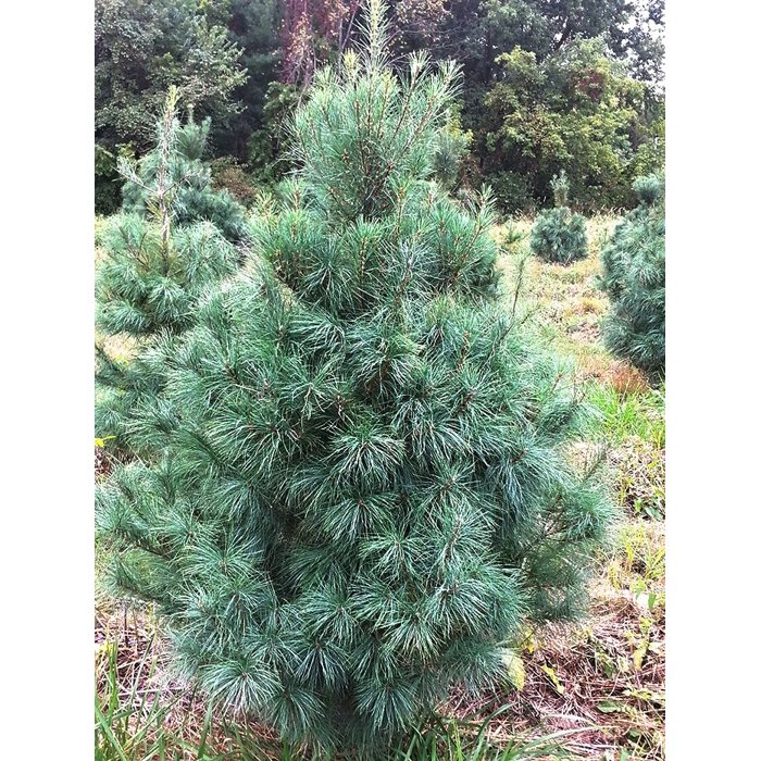 Borovica hladká  - Pinus strobus ´Blue Clovers´ Co10L  70/80