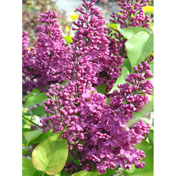 Orgován obyčajný - Syringa vulgaris ´Kardynal´  Co12L km1/2
