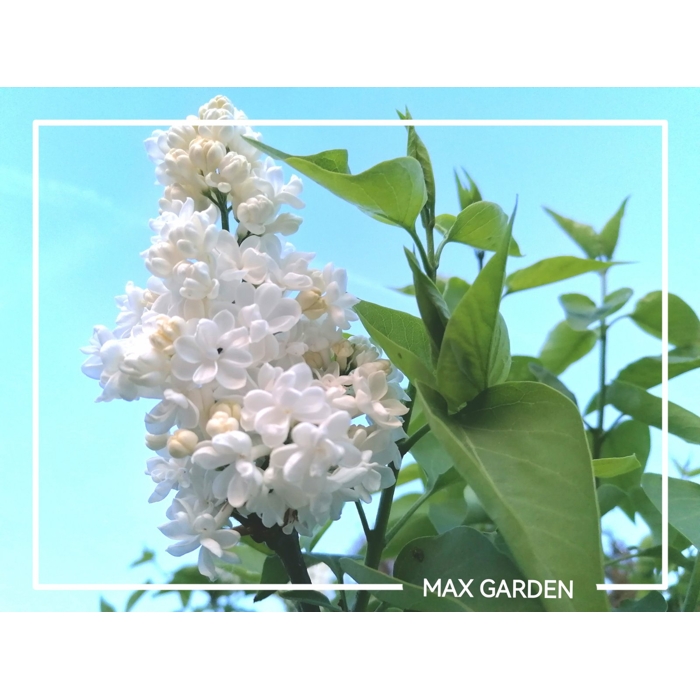 Orgován obyčajný - Syringa vulgaris - biela Co12L km1/2