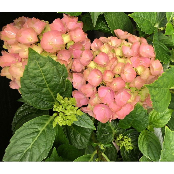 Hortenzia kalinolistá - Hydrangea macrophylla ´River Pink´ Co5L  25/30