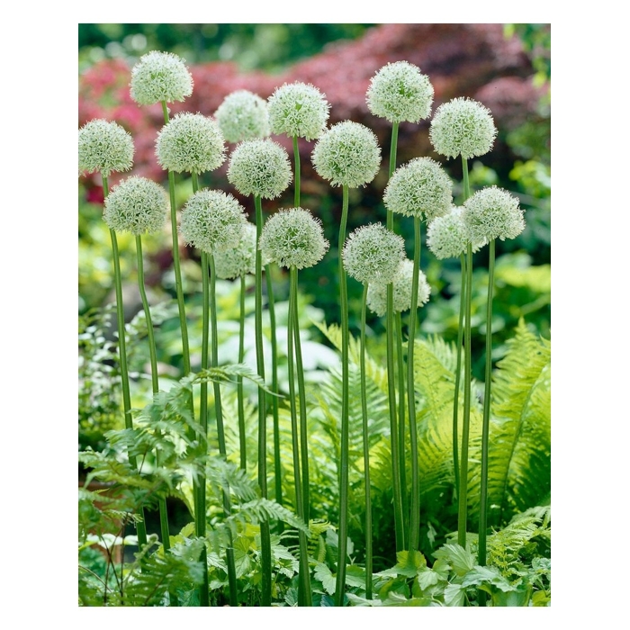Cesnak karatavský  - Allium karataviense - biely P12