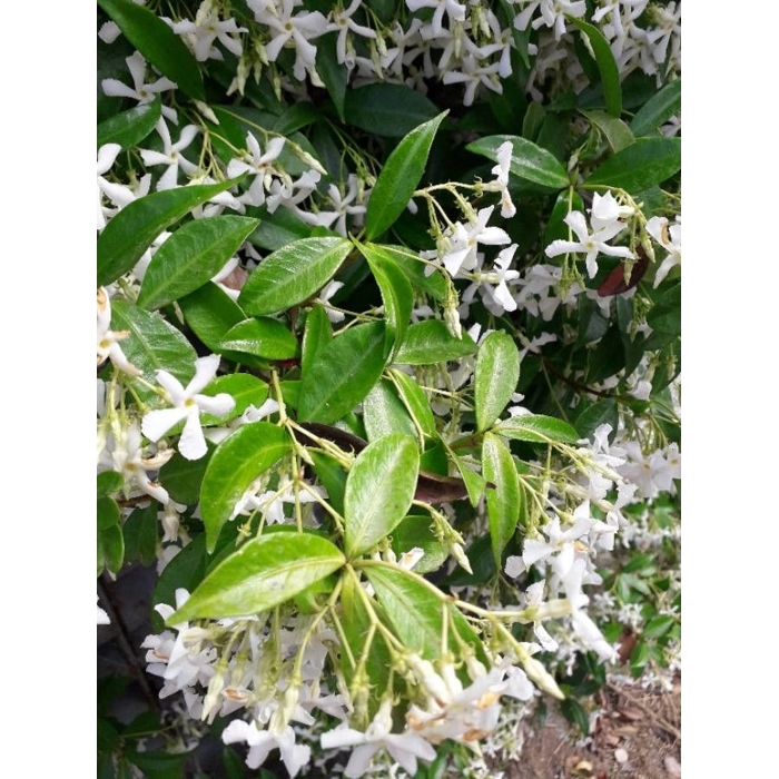Jasmínovník vonný -Trachelospermum jasminoides