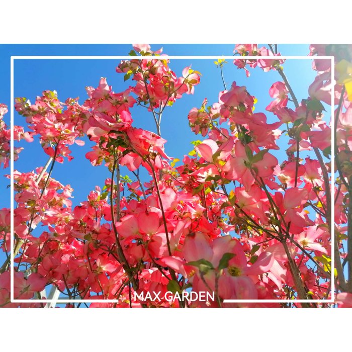 Drieň kvetnatý - Cornus florida ´Rubra´ Co30L 125/150