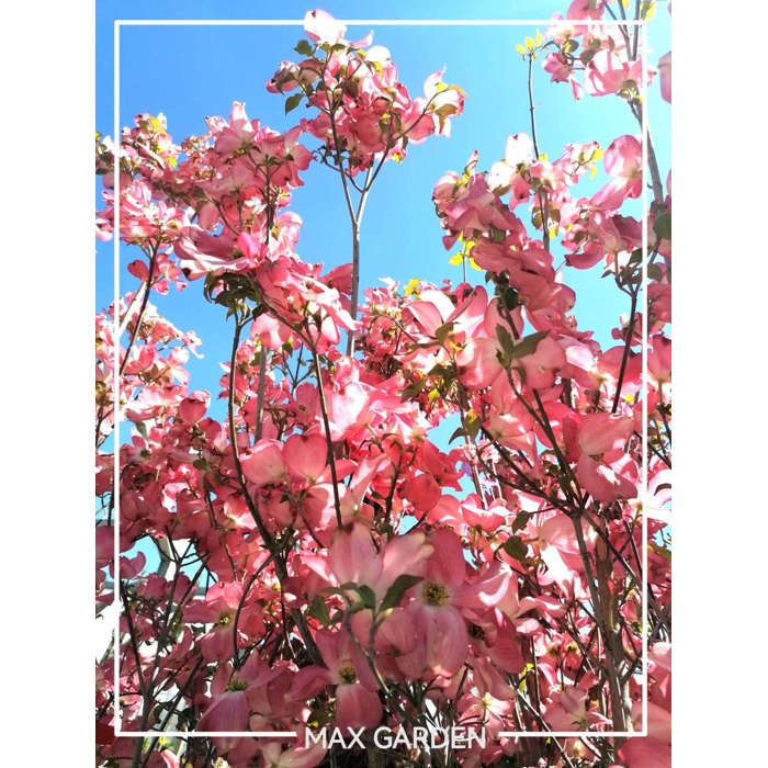 Drieň kvetnatý - Cornus florida ´Rubra´ Co30L 150/175