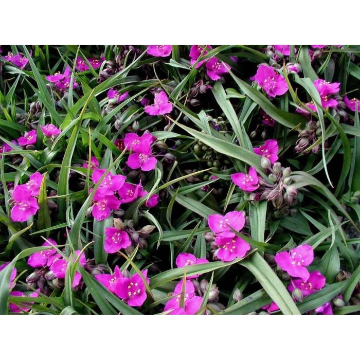 Tradeskancia záhradná - Tradescantia andersoniana ´Rubra´ V9